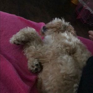 Meet your Posher, Robert